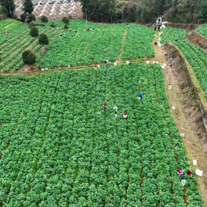 这款名字有点特别的蔬菜，为何爆火了？